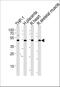 Recepin antibody, A07268, Boster Biological Technology, Western Blot image 