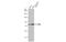 Chromobox 4 antibody, GTX109662, GeneTex, Western Blot image 