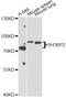 SH3 Domain Binding Protein 2 antibody, abx126545, Abbexa, Western Blot image 