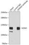 Lysine Demethylase 1A antibody, GTX54328, GeneTex, Immunoprecipitation image 