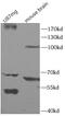 Band 3 anion transport protein antibody, FNab00798, FineTest, Immunohistochemistry frozen image 