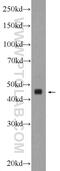 Transmembrane Protein 120B antibody, 24539-1-AP, Proteintech Group, Western Blot image 