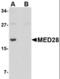 Mediator Complex Subunit 28 antibody, orb94266, Biorbyt, Western Blot image 
