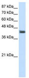 Brn-3.0 antibody, TA343592, Origene, Western Blot image 