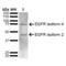 EGFR antibody, SPC-772D-A680, StressMarq, Western Blot image 
