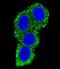 CD28 antibody, LS-C168533, Lifespan Biosciences, Immunofluorescence image 