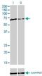 Far Upstream Element Binding Protein 1 antibody, H00008880-M01, Novus Biologicals, Western Blot image 