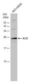 Interleukin-32 antibody, GTX131565, GeneTex, Western Blot image 