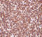 Three Prime Repair Exonuclease 1 antibody, LS-C82903, Lifespan Biosciences, Immunohistochemistry frozen image 