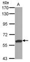 Ring Finger And SPRY Domain Containing 1 antibody, LS-C155733, Lifespan Biosciences, Western Blot image 