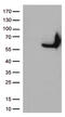 CD33 Molecule antibody, TA506350, Origene, Western Blot image 