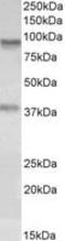 Amine Oxidase Copper Containing 3 antibody, MBS423155, MyBioSource, Western Blot image 