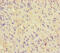 Microspherule Protein 1 antibody, CSB-PA013611LA01HU, Cusabio, Immunohistochemistry paraffin image 