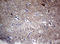 Visinin Like 1 antibody, LS-C175740, Lifespan Biosciences, Immunohistochemistry paraffin image 