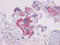 Parathyroid Hormone 1 Receptor antibody, TA340746, Origene, Immunohistochemistry frozen image 