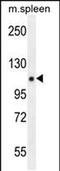 Proline, Glutamate And Leucine Rich Protein 1 antibody, PA5-48299, Invitrogen Antibodies, Western Blot image 