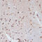 Lamin A/C antibody, 16-912, ProSci, Immunohistochemistry frozen image 