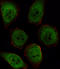 Serine/threonine-protein phosphatase PP1-beta catalytic subunit antibody, LS-C101012, Lifespan Biosciences, Immunofluorescence image 