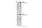 Ubiquitin Conjugating Enzyme E2 O antibody, 83393S, Cell Signaling Technology, Western Blot image 