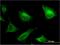 Proline Rich And Gla Domain 1 antibody, H00005638-M05, Novus Biologicals, Immunocytochemistry image 