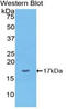 Interleukin 1 Alpha antibody, LS-C294774, Lifespan Biosciences, Western Blot image 