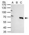 Tripartite Motif Containing 25 antibody, GTX116209, GeneTex, Immunoprecipitation image 