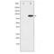 Sp1 Transcription Factor antibody, SPC-1288D-HRP, StressMarq, Western Blot image 