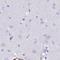 Sentan, Cilia Apical Structure Protein antibody, NBP1-92378, Novus Biologicals, Immunohistochemistry paraffin image 