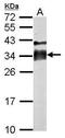 Acrosomal Vesicle Protein 1 antibody, PA5-29962, Invitrogen Antibodies, Western Blot image 