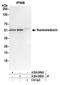 Nucleoredoxin antibody, A304-984A, Bethyl Labs, Immunoprecipitation image 