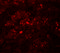 Transmembrane Protein 192 antibody, 6227, ProSci, Immunofluorescence image 