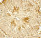 Histone Deacetylase 2 antibody, 7899, ProSci, Immunohistochemistry frozen image 