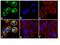 Cyclin Dependent Kinase 1 antibody, 701808, Invitrogen Antibodies, Immunofluorescence image 