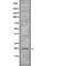 Interleukin-19 antibody, abx216195, Abbexa, Western Blot image 