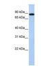 Checkpoint with forkhead and RING finger domains protein antibody, NBP1-52955, Novus Biologicals, Western Blot image 