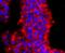 Protein Arginine Methyltransferase 1 antibody, NBP2-67074, Novus Biologicals, Immunofluorescence image 