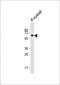 14-3-3 Eta antibody, orb224040, Biorbyt, Western Blot image 