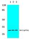 BCL2 antibody, PA5-36625, Invitrogen Antibodies, Western Blot image 