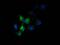 Solute Carrier Family 30 Member 3 antibody, GTX83623, GeneTex, Immunofluorescence image 