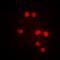 Mediator Complex Subunit 1 antibody, orb393103, Biorbyt, Immunocytochemistry image 