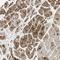 Ephrin B2 antibody, NBP1-84830, Novus Biologicals, Immunohistochemistry frozen image 