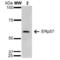 Protein Disulfide Isomerase Family A Member 3 antibody, NBP2-59695, Novus Biologicals, Western Blot image 