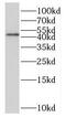 Heparan Sulfate-Glucosamine 3-Sulfotransferase 1 antibody, FNab04017, FineTest, Western Blot image 