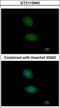 Alport Syndrome, Mental Retardation, Midface Hypoplasia And Elliptocytosis Chromosomal Region Gene 1 antibody, GTX115945, GeneTex, Immunocytochemistry image 