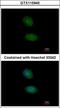 Alport Syndrome, Mental Retardation, Midface Hypoplasia And Elliptocytosis Chromosomal Region Gene 1 antibody, GTX115945, GeneTex, Immunocytochemistry image 