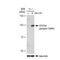 Signal Transducer And Activator Of Transcription 5A antibody, GTX00970, GeneTex, Western Blot image 