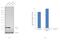 Eukaryotic Translation Initiation Factor 6 antibody, PA5-31066, Invitrogen Antibodies, Western Blot image 