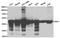Enolase 1 antibody, TA326897, Origene, Western Blot image 