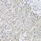 FA Complementation Group L antibody, A06164, Boster Biological Technology, Immunohistochemistry frozen image 
