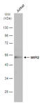 WD Repeat Domain, Phosphoinositide Interacting 2 antibody, GTX132453, GeneTex, Western Blot image 